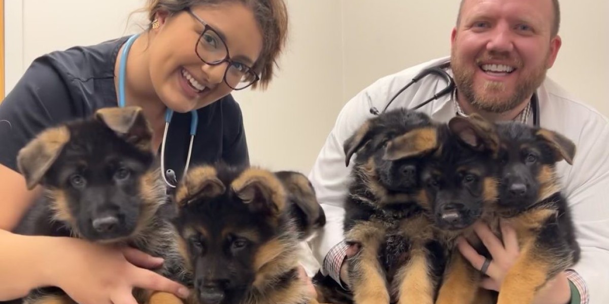 "Ask Me Anything": Ten Responses To Your Questions About German Shepherd Puppies